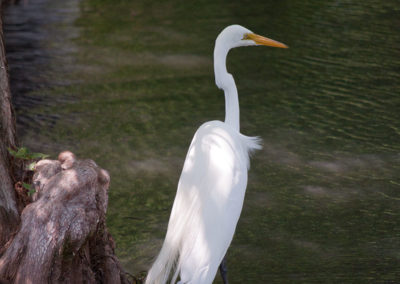 Great Egret at Six Flags over Texas