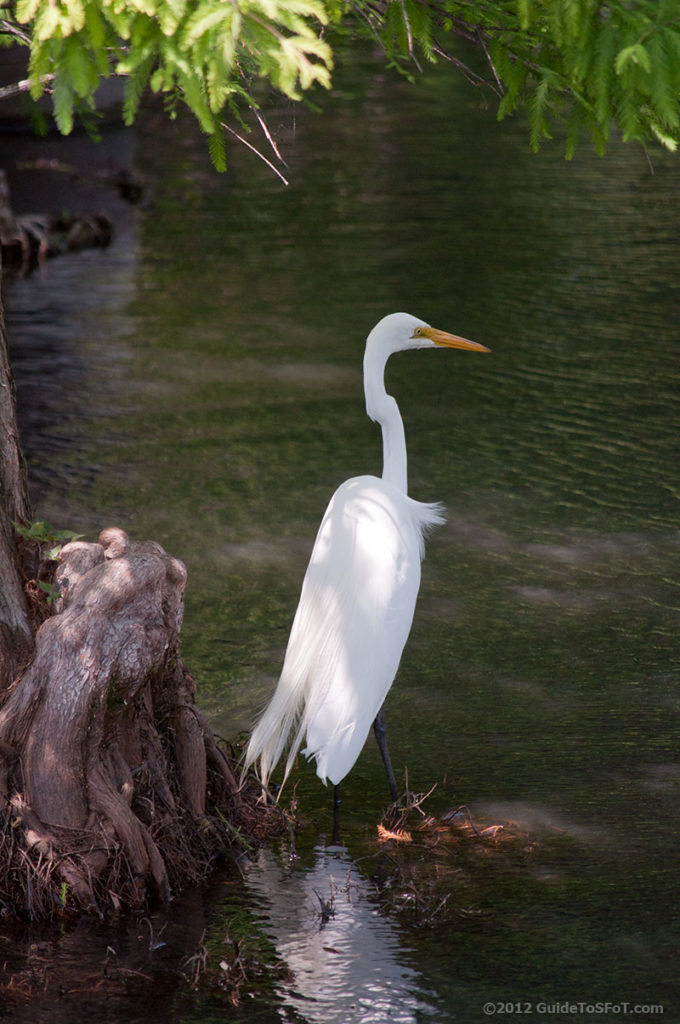 Great Egret at Six Flags over Texas