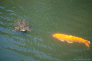 Fish and turtle at Six Flags over Texas