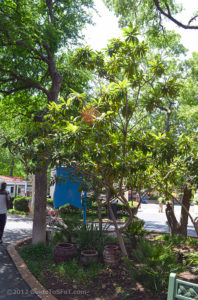 Landscaping in Mexico and Spain section