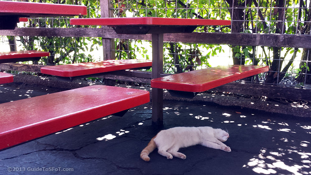 Wild cat napping at Six Flags over Texas