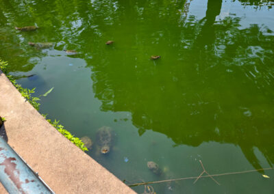 A variety of turtles bob their heads out of Caddo Lake as visitors pass by