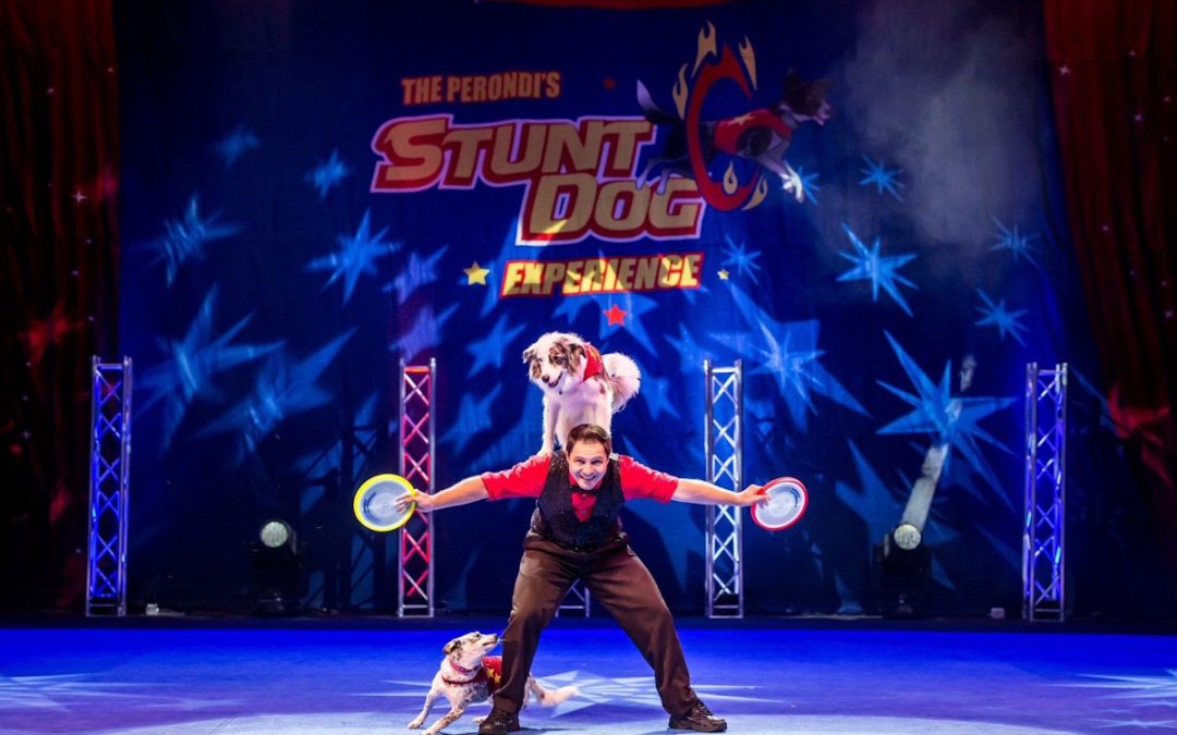 High-Flying Dog Stunt Show Headed to SFOT